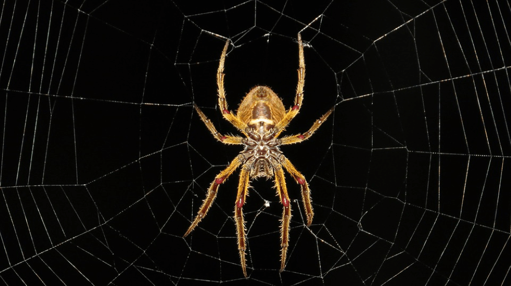 Spider-Control Melbourne