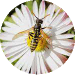 Wasp-Removal Melbourne