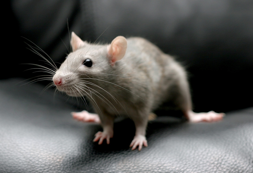 Pest Control for Rodent, Rat Removal, Mouse Trap Melbourne - 7