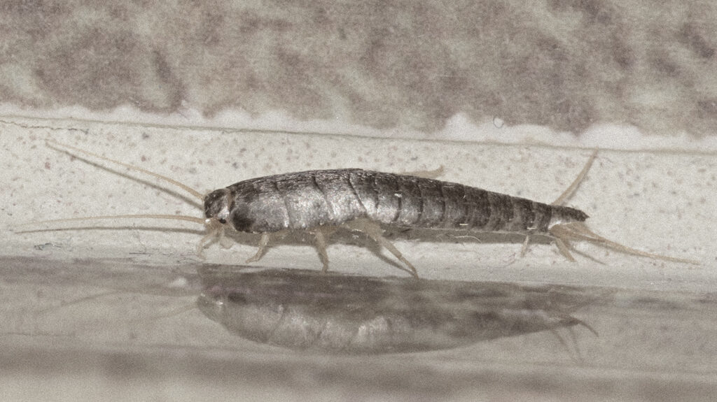 Our-Approach-to-Treat-Silverfish-Infestation