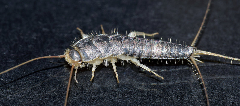 Protection-of-Your-Property-from-Silverfish