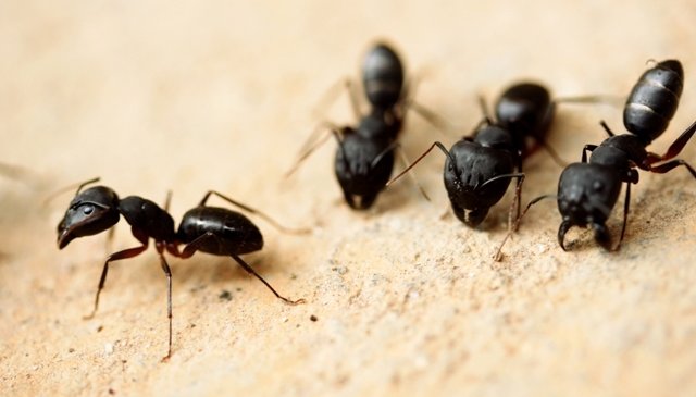 professional-Ant-infestation