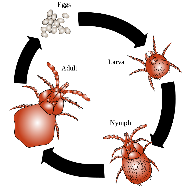 mite control in melbourne