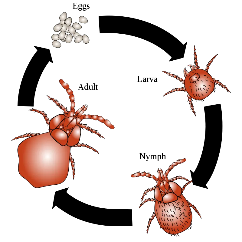 mite control in melbourne