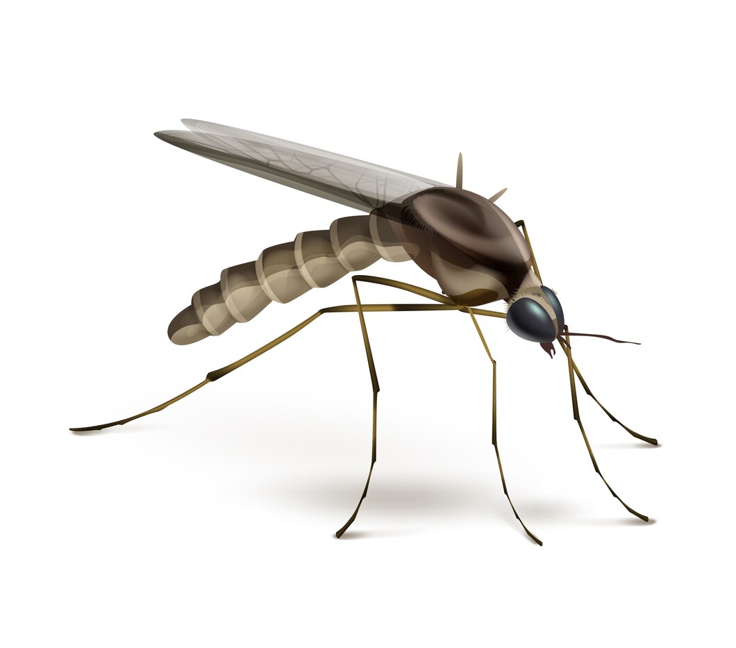 Tips to Reduce Mosquitoes in Your Backyard