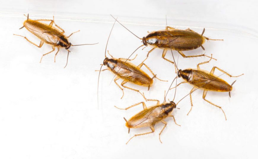  Unveiling the Stealthy Invaders: Signs of German Cockroach Infestation 