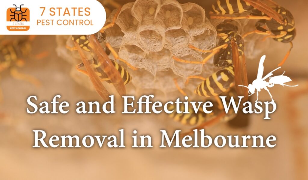  Safe and Effective Wasp Removal in Melbourne 