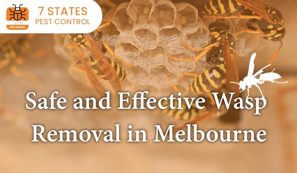 wasp removal melbourne