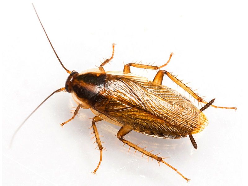  Don’t Delay! Call 7 States Pest Control Immediately When You Spot Cockroaches 