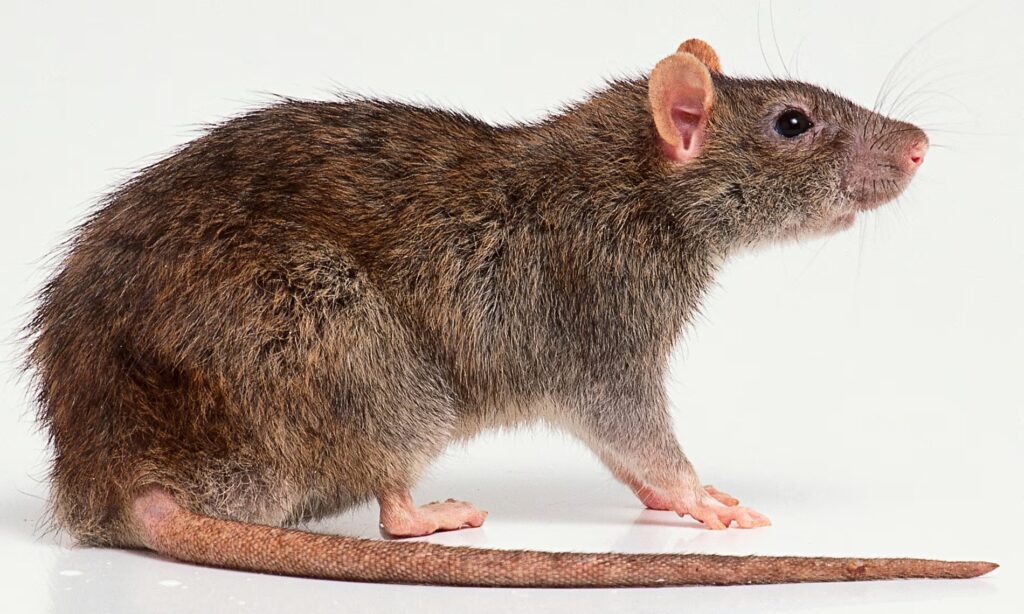 Rodent Control In Melbourne