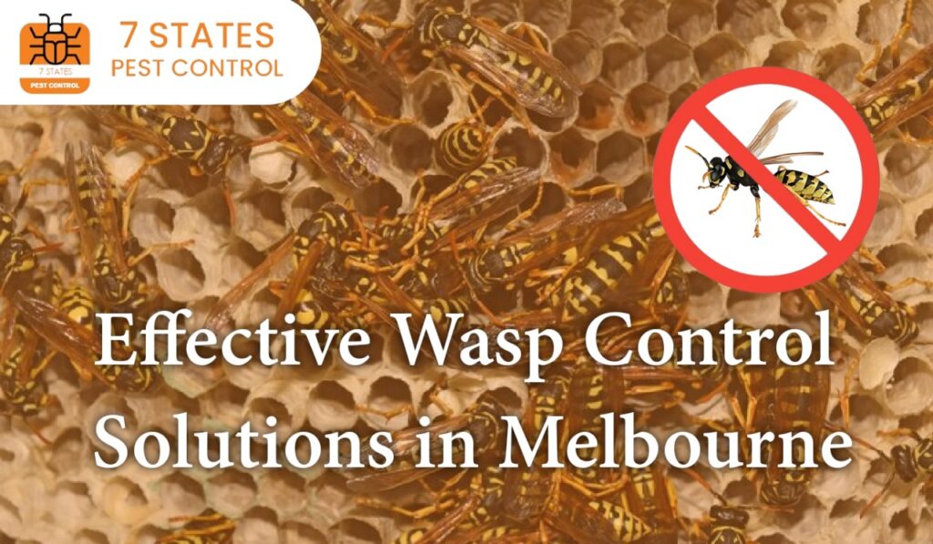  Effective Wasp Control Solutions in Melbourne 