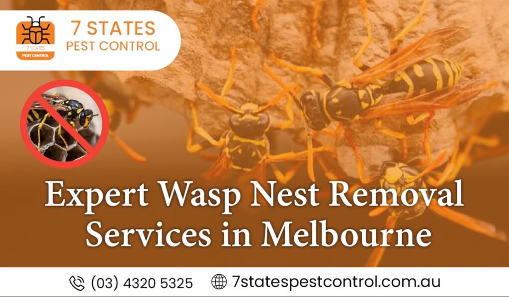  Expert Wasp Nest Removal Services in Melbourne 