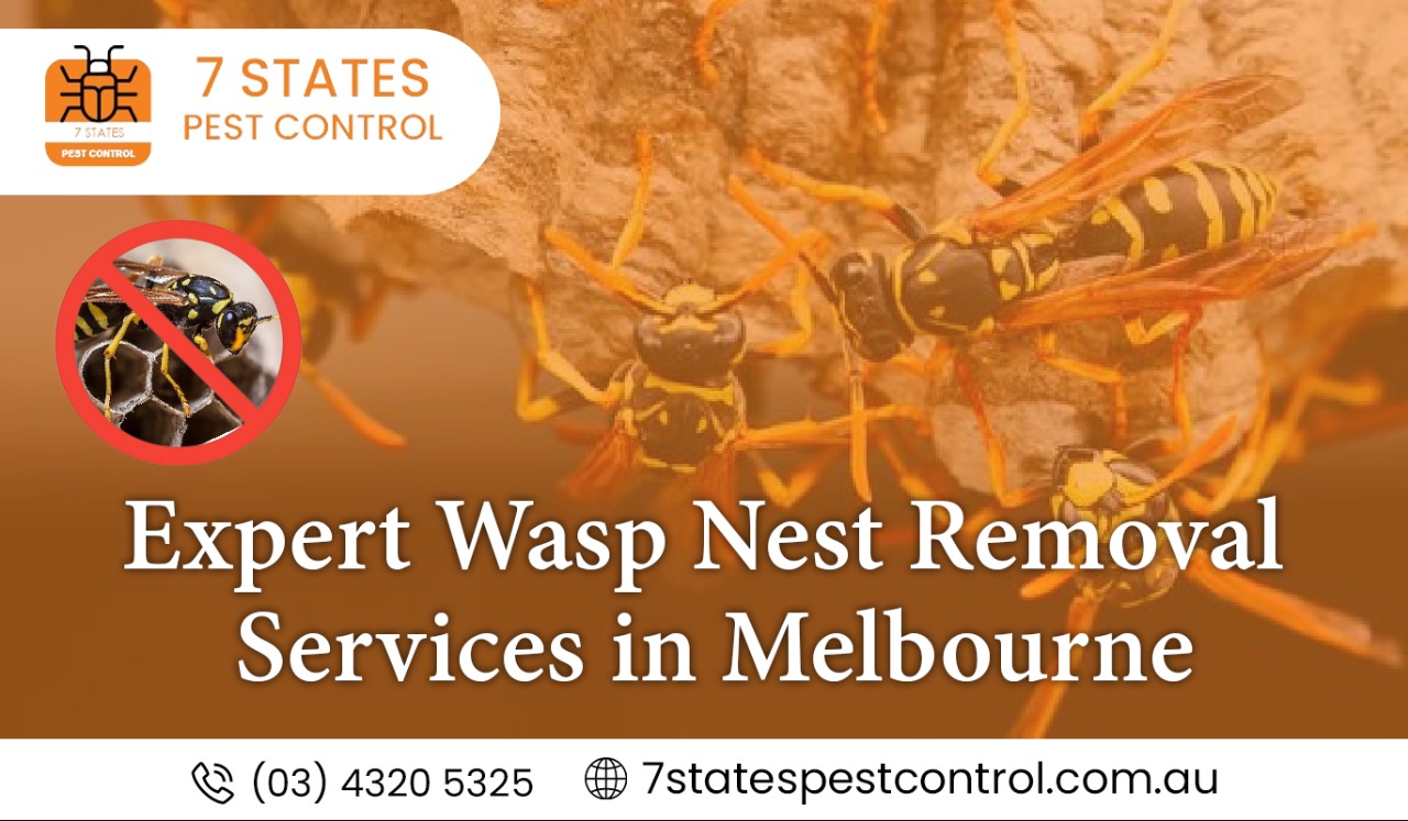 wasp nest removal melbourne