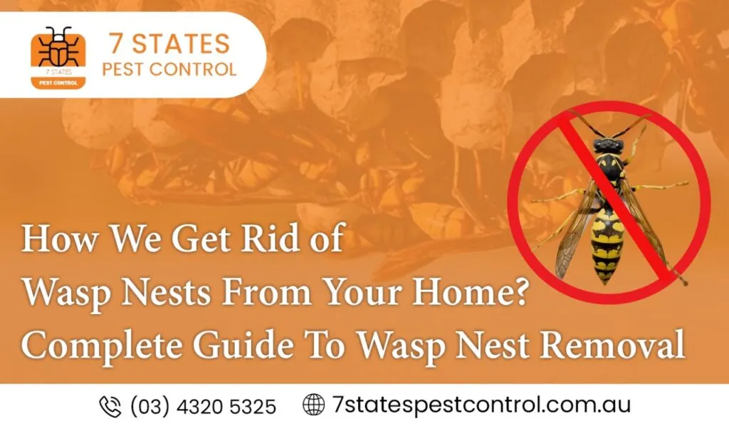  How We Get Rid of Wasp Nests From Your Home? Complete Guide To Wasp Nest Removal 