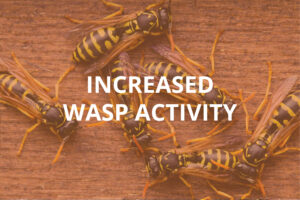 Increased Wasp Activity