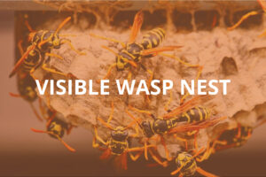 Visible Wasp Nest