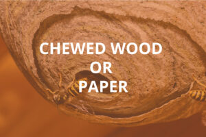 Chewed Wood or Paper