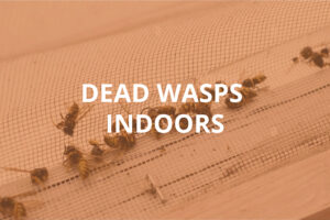 Dead Wasps Indoors