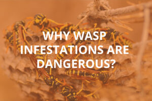 Why Wasp Infestations Are Dangerous