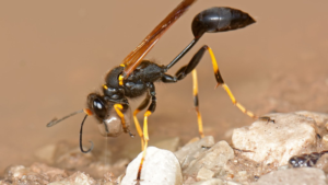 Mud Dauber Wasp (Sceliphron spp.)