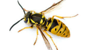 European Wasp (Vespula germanica)