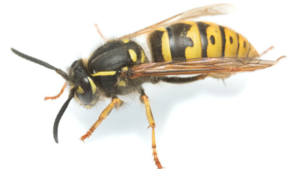 Yellow Jacket (Vespula spp.)