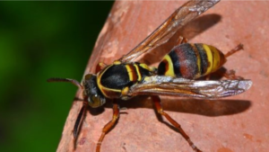 Paper Wasp (Polistes spp.)