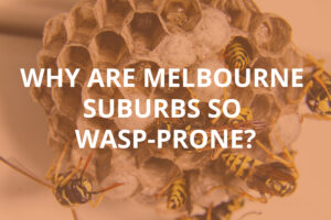 Why Are Melbourne Suburbs So Wasp-Prone