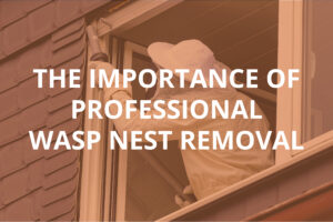 Importance of Professional Wasp Nest Removal