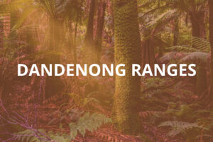 Dandenong Ranges