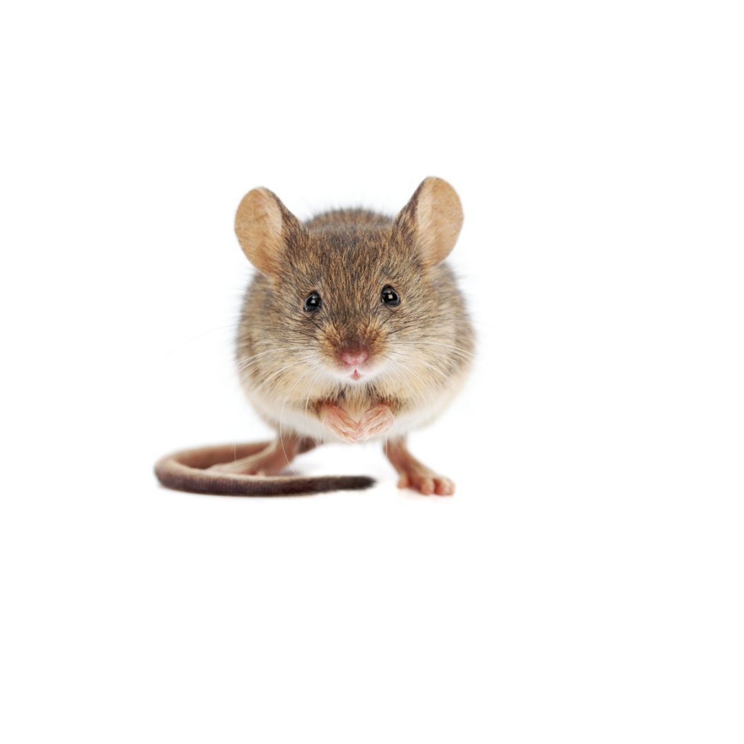 House Mouse Removal