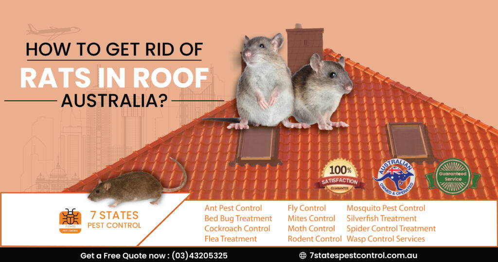  How to get rid of rats in roof Australia? 