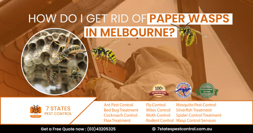  How do I get rid of paper wasps in Melbourne? 