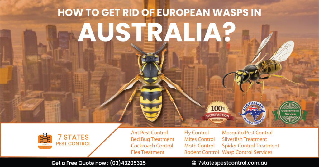  How to get rid of european wasps in Australia? 