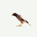 Indian Mynas