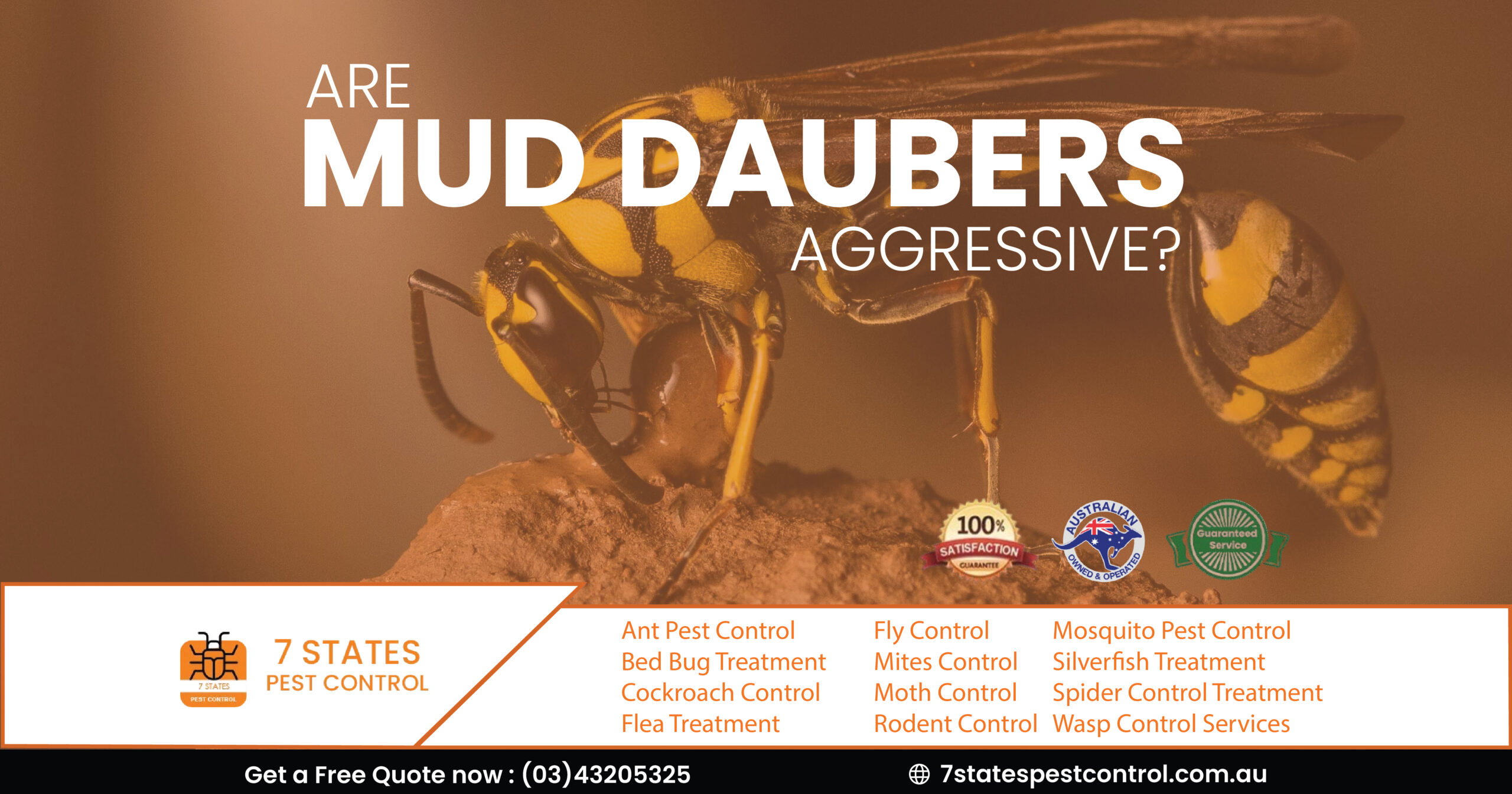 mud daubers wasps