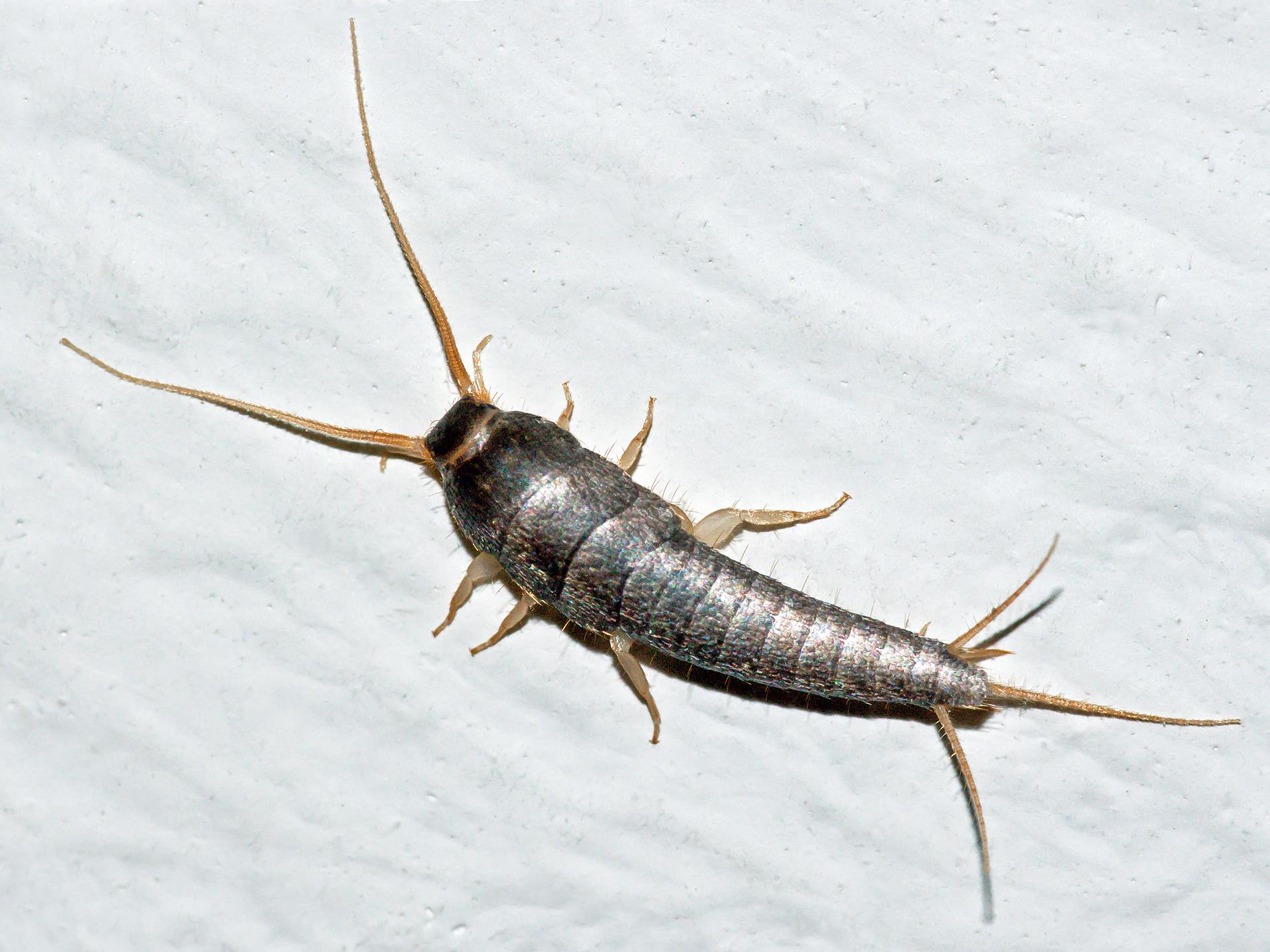 silverfish control Melbourne