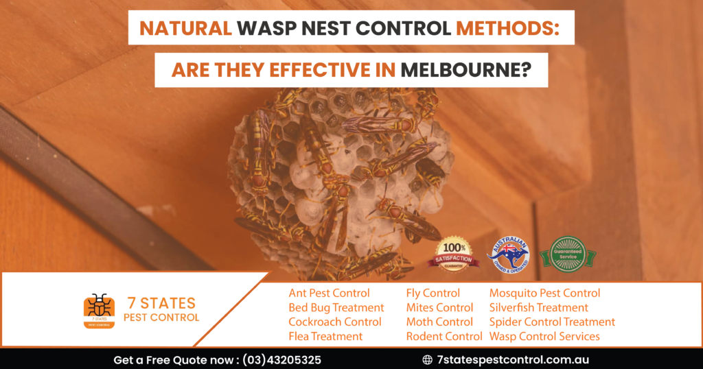  Natural Wasp Nest Control Methods: Are They Effective in Melbourne? 