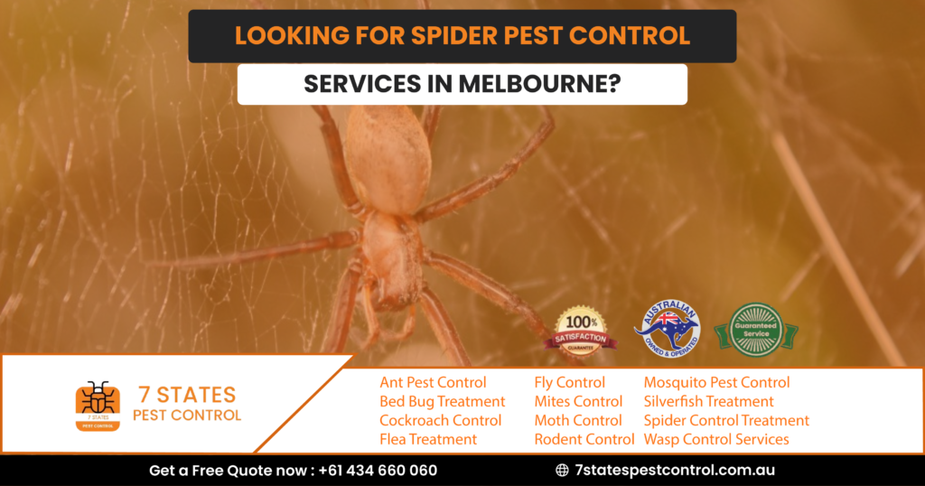 spider control melbourne