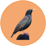 solar panel bird proofing melbourne