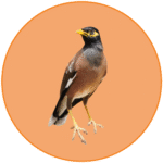 solar panel bird proofing melbourne