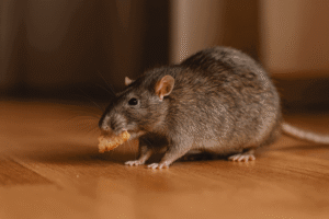  rodent pest control melbourne 
