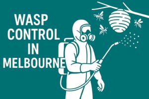 wasp nest control melbourne 
