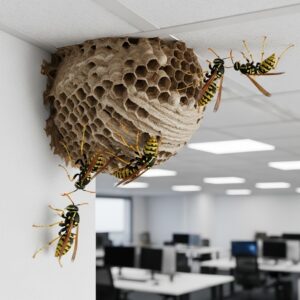  wasp control melbourne
