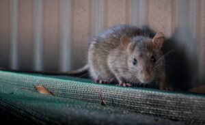 melbourne rodent control
