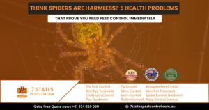 spider removal service