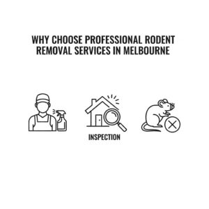 Rodent Removal in Melbourne
