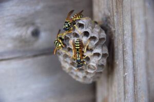 wasp control in Melbourne