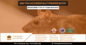 Rodent Removal in Melbourne