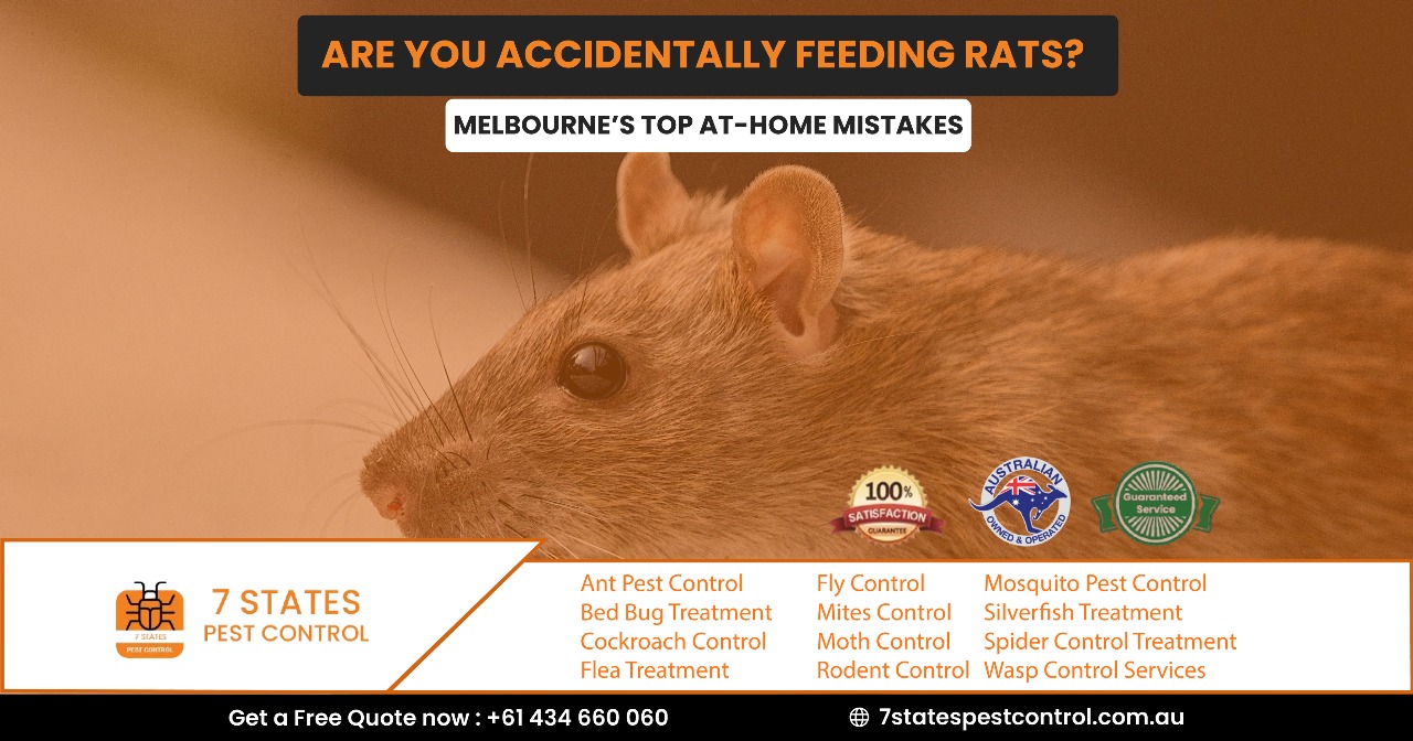 Rodent Removal in Melbourne